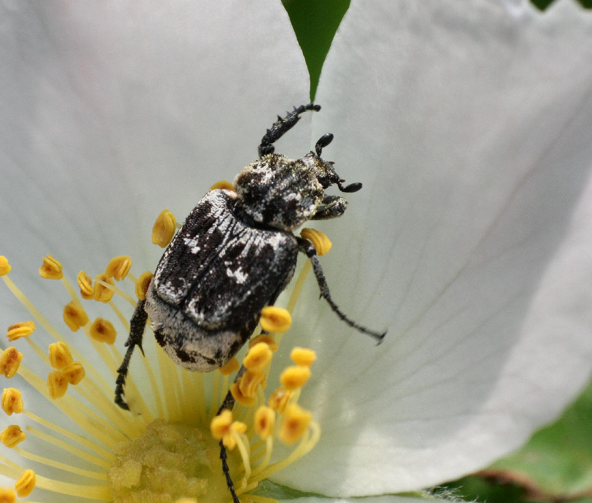coleottero da identificare: Valgus hemipterus